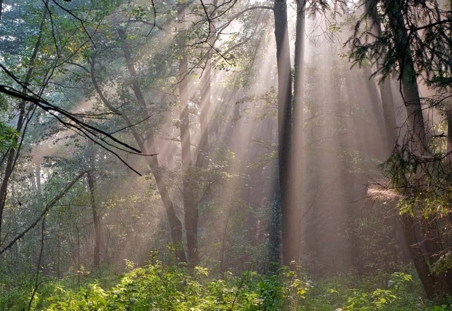 Sunlight falling through a broadleaf forest
