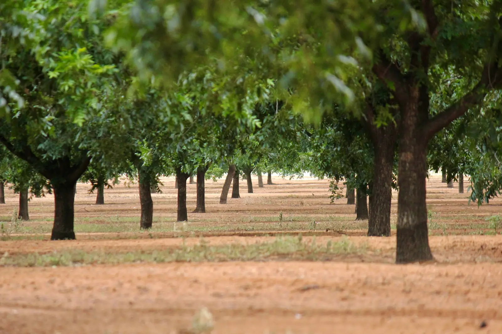Orchard with open alleys between the tree rows