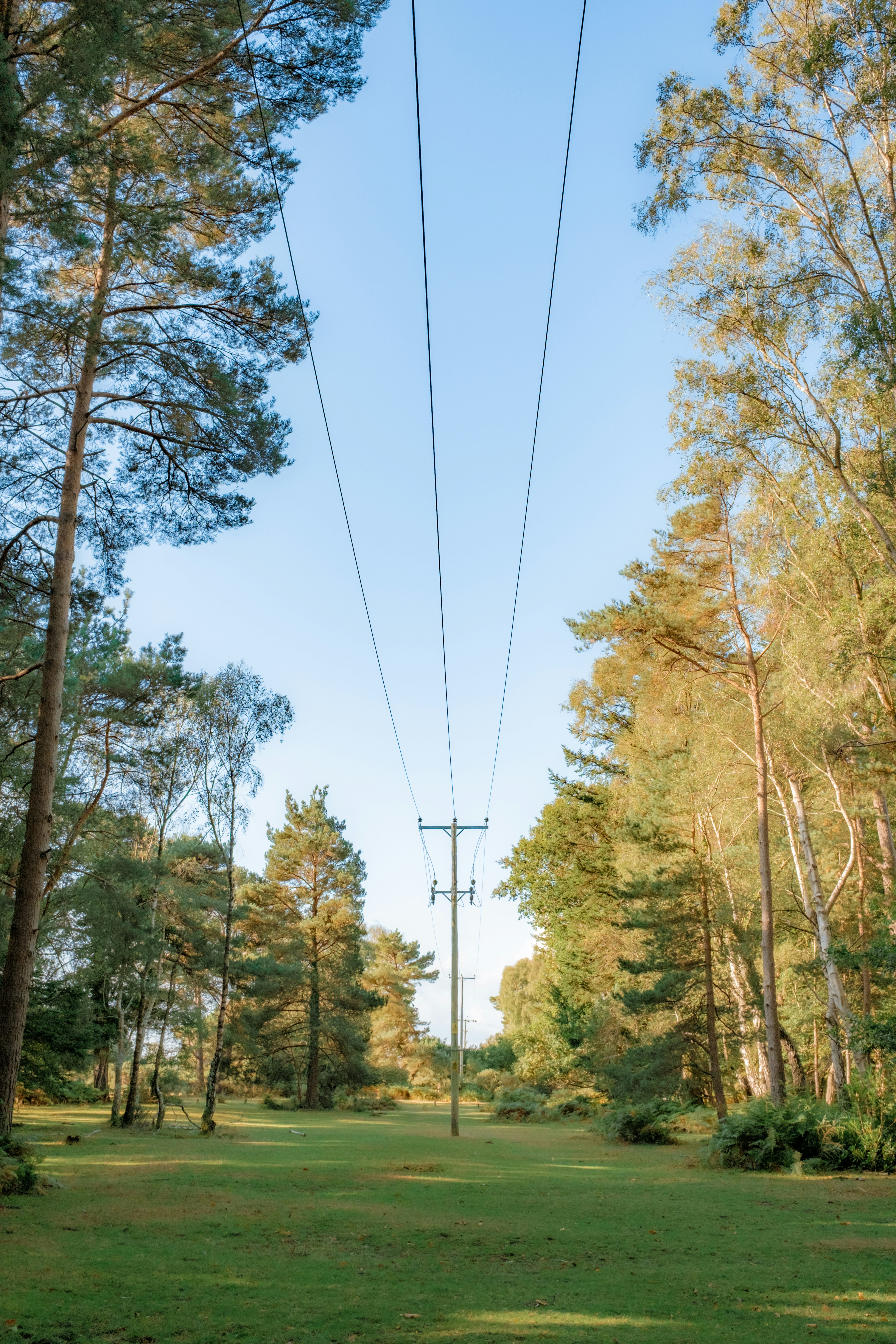 Pine stand photographed from beneath the canopy, trunks rising into diffuse light